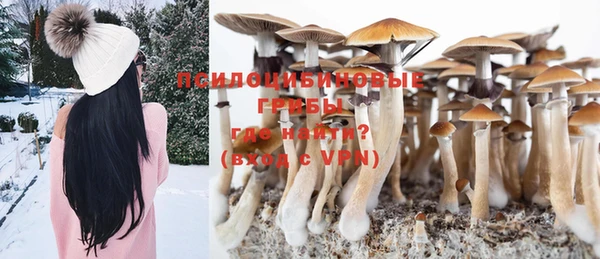 PSILOCYBIN Бородино